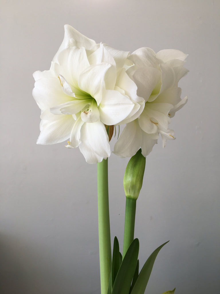 Amaryllis bulb plant white
