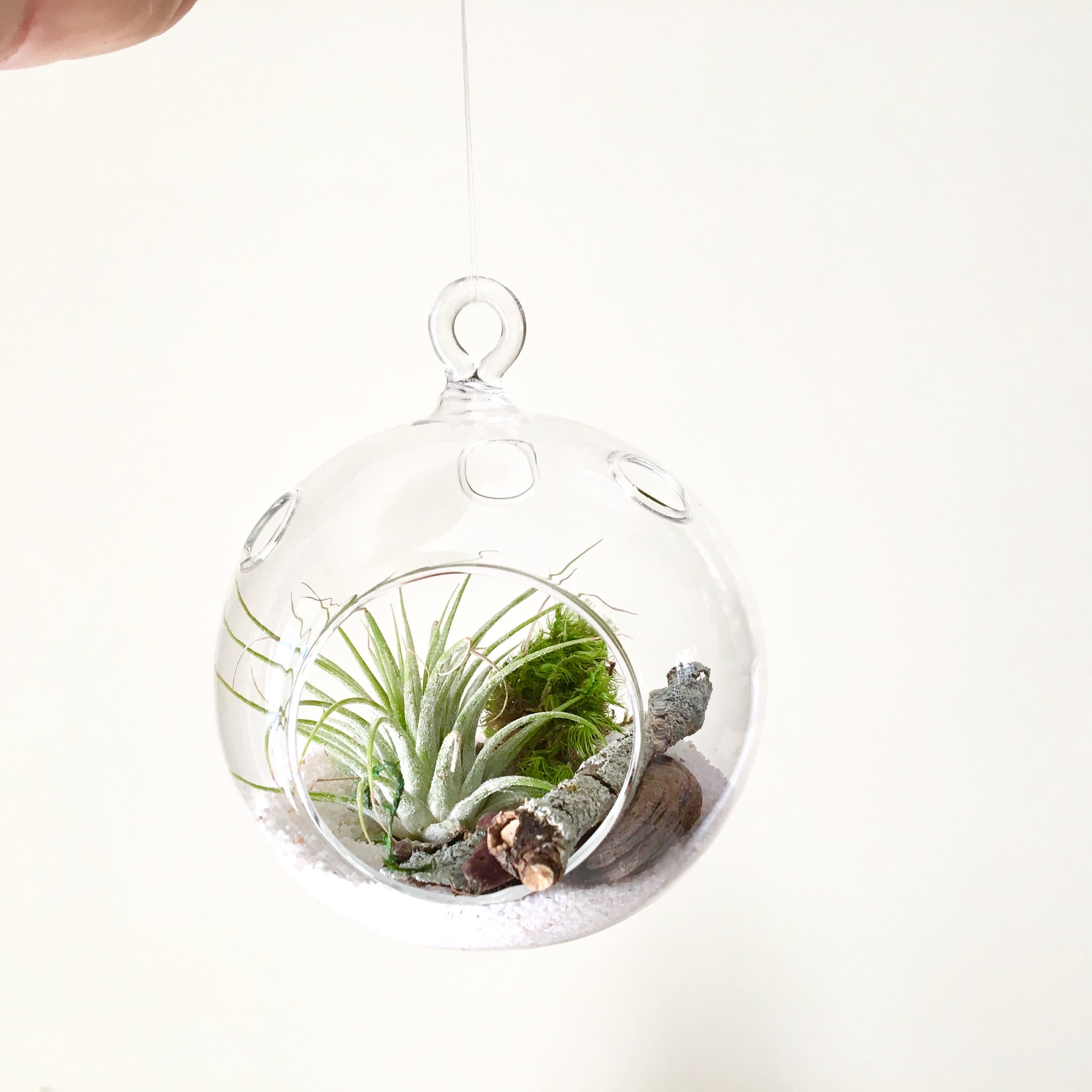 air plants in glass globes Hanging Air Plant Globe | Air Plant Delivery Toronto