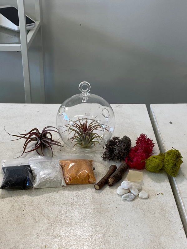 hanging air plant kit Hanging Air Plant Globe DIY Kit