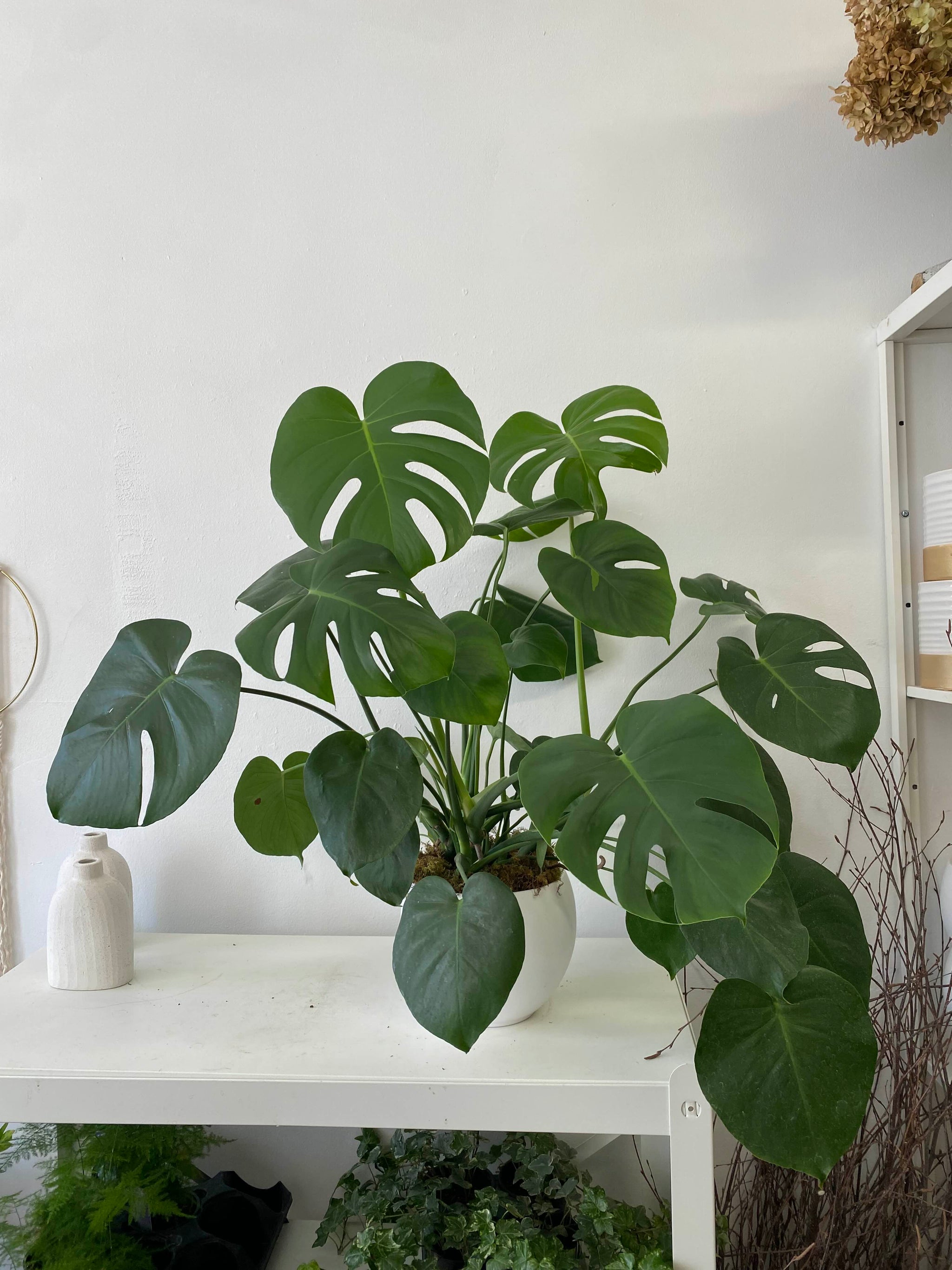 monstera deliciosa toronto Monstera Plant in Pot | Indoor Plant Delivery