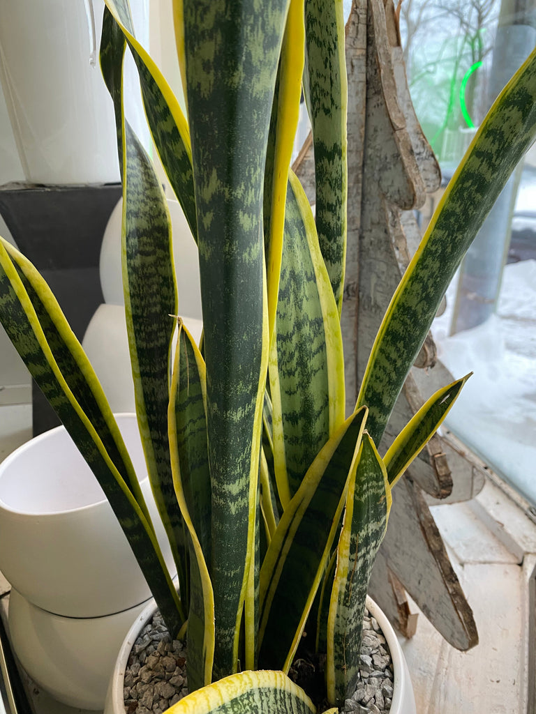 Indoor Plants Toronto | Potted Houseplants & Local Delivery | Fern  Fern Shop  Toronto