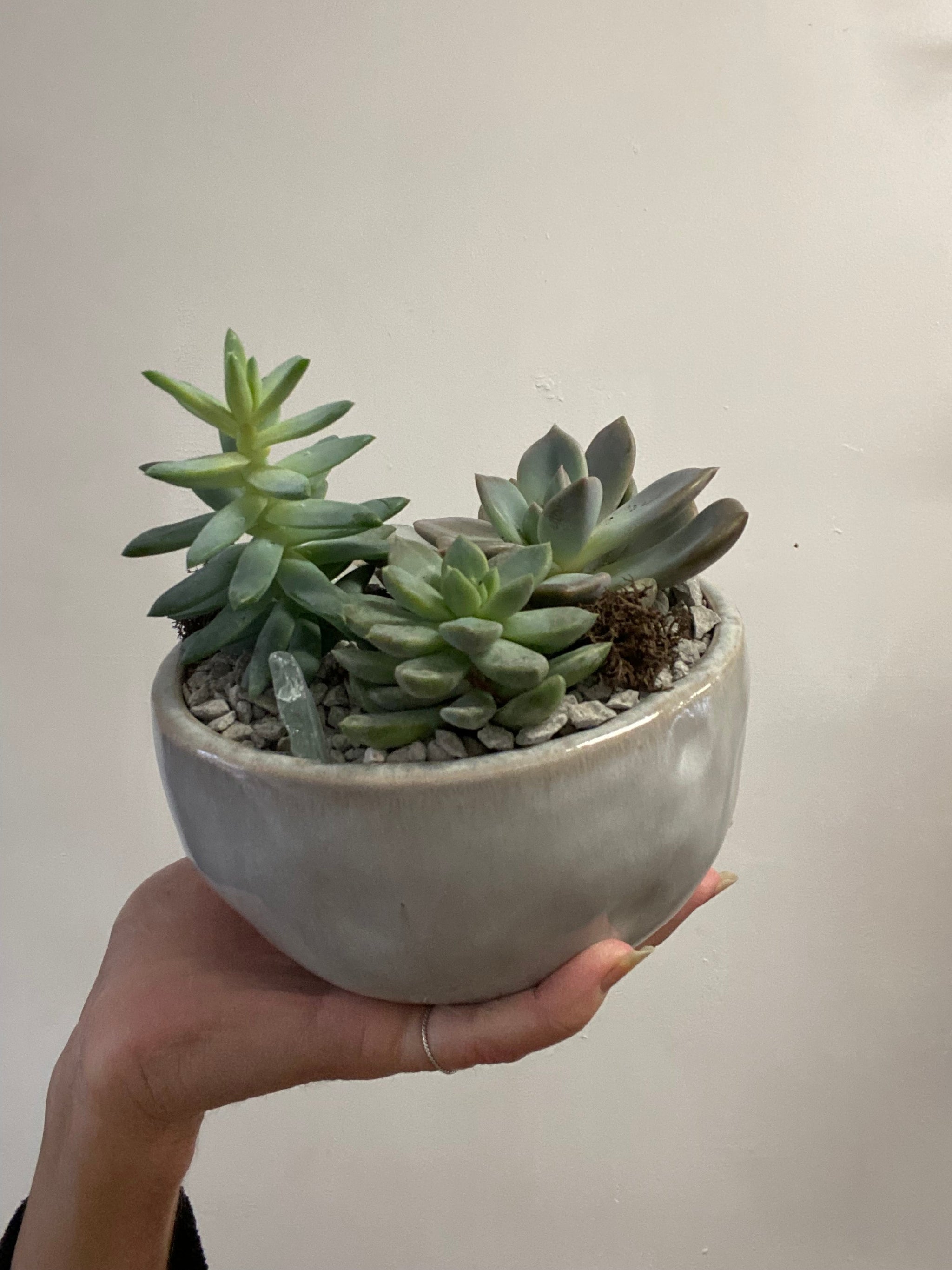 succulents toronto The Still Garden Succulent Planter | Plant Delivery Toronto